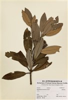 藏品(臺灣杜鵑)的圖片